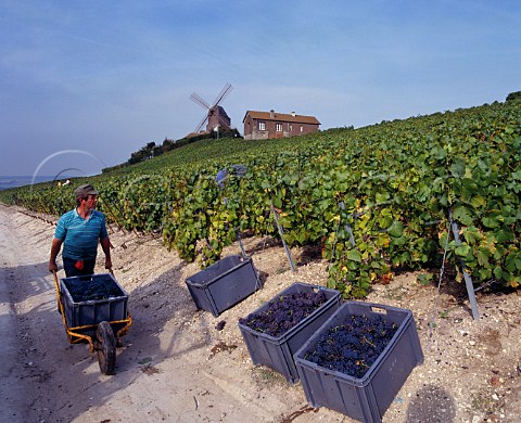 Harvesting Pinot Noir grapes in vineyard below the Moulin de Verzenay Verzenay Marne France Montagne de Reims  Champagne