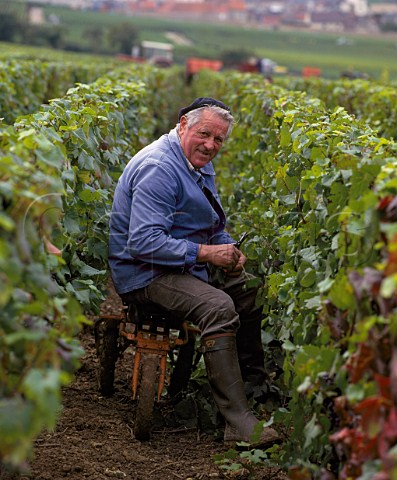 Man wearing beret picking Pinot Noir grapes in vineyard on the Montagne de Reims at Mailly Marne France Champagne