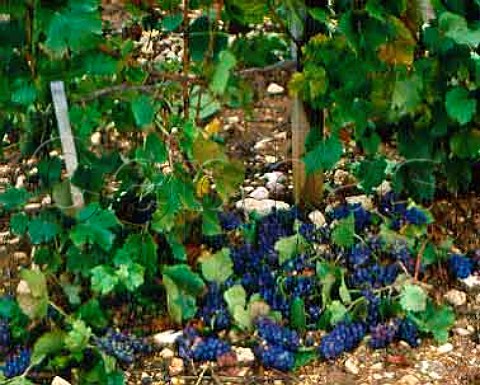 Due to overcropping even healthy grapes are  discarded in the Champagne region as there is a limit to the amount of grapes that can be harvested from a given vineyard    Bergres Aube France