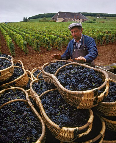 Harvested Pinot Noir grapes in traditional wicker baskets in Les Perrires vineyard of Louis Latour at Chteau de Grancey on the hill of Corton AloxeCorton Cte dOr France   AC Corton