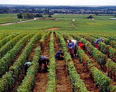 Harvesting Pinot Noir of Joseph Voillot at Volnay    Cote de Beaune Premier Cru
