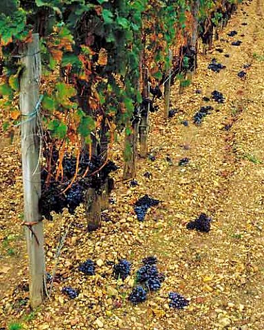 Bunches of Merlot grapes discarded because of rot     Pomerol Gironde France   Pomerol  Bordeaux