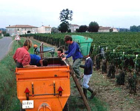 Harvest time in vineyard at Chteau Ptrus with    Christian Moueix looking on Pomerol Gironde   France   Pomerol  Bordeaux