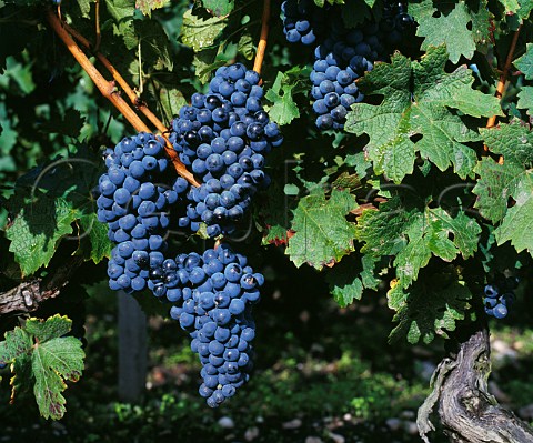 Cabernet Sauvignon grapes StEstephe Gironde France Mdoc  Bordeaux