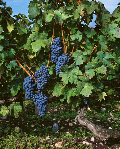 Cabernet Sauvignon vine StEstephe Gironde France Mdoc  Bordeaux