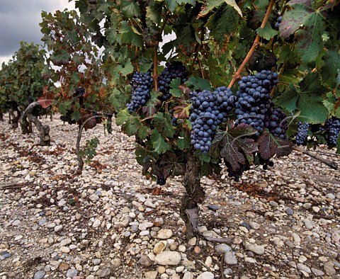 Cabernet Sauvignon vines on the gravel soil of  StEstphe Gironde France  Mdoc  Bordeaux