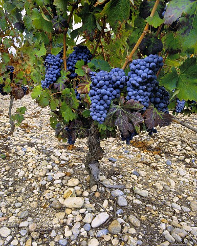 Cabernet Sauvignon vines on the gravel soil of StEstphe Gironde France   Mdoc  Bordeaux