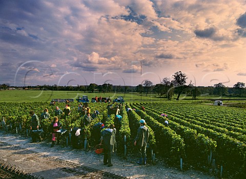Harvest after rain in vineyard of Chteau Beychevelle StJulien Gironde France Mdoc  Bordeaux