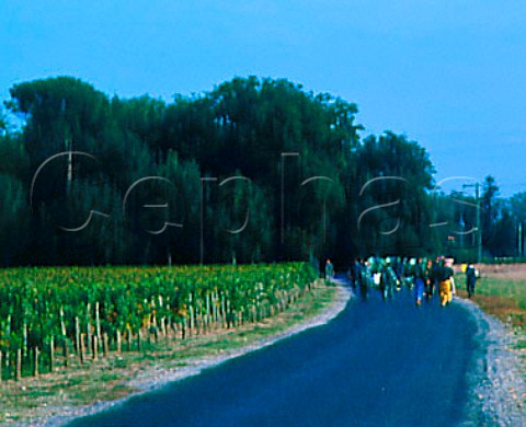 Pickers going to work in vineyard of Chteau    Giscours Labarde Gironde France   Margaux  Mdoc  Bordeaux