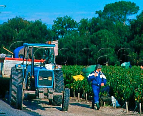Hod carriers tipping harvested grapes into trailer   in vineyard of Chteau Giscours Labarde Gironde   France    Margaux  Mdoc  Bordeaux