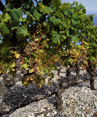 Bunches of ripe Semillon grapes starting to be   affected by Noble Rot Botrytis in vineyard of   Chteau de RayneVigneau Bommes Gironde France   Sauternes  Bordeaux