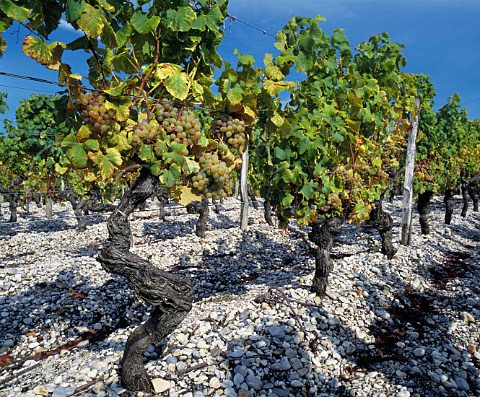 Semillon vineyard of Chteau de RayneVigneau on gravel soil at Bommes Gironde France   Sauternes  Bordeaux