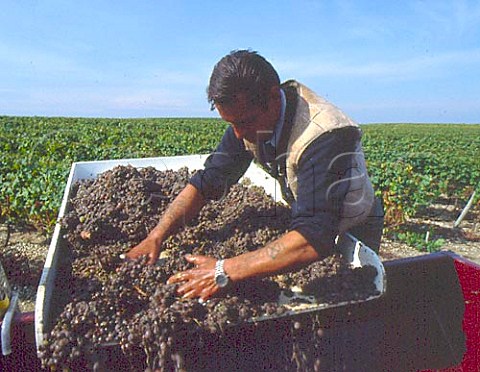 Sorting botrytised Semillon grapes in vineyard of   Chteau de RayneVigneau Bommes Gironde France   Sauternes  Bordeaux
