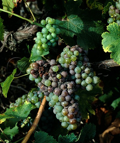 Chenin Blanc grapes affected by botrytis   Bonnezeaux MaineetLoire France