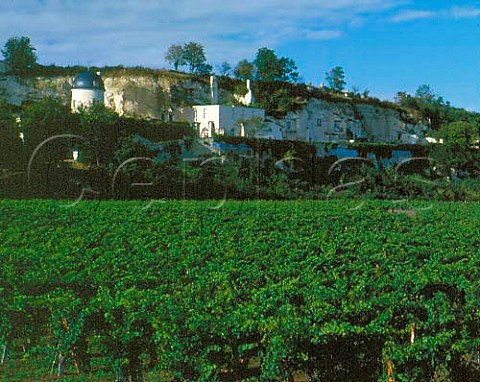 Troglodyte dwellings in cliff above vineyard at   Turquant near Saumur MaineetLoire France