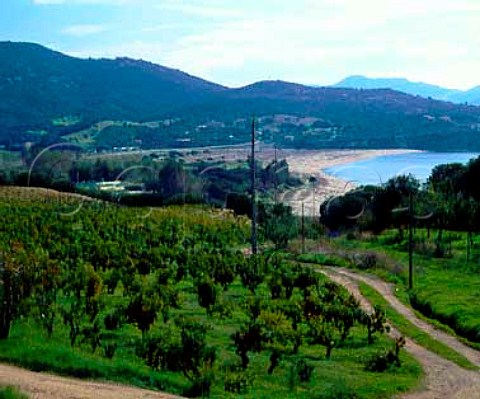 Vineyard by the Golfe de Valinco Propriano CorseduSud Corsica France Sartne  