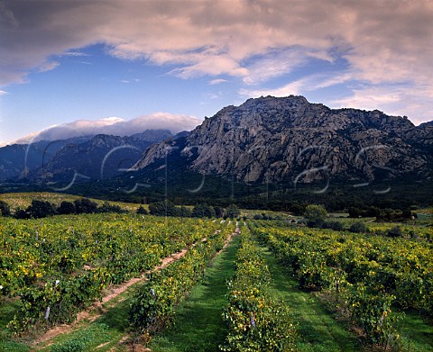 Vineyards south of Sartne Corsica France   AC Vin de CorseSartne
