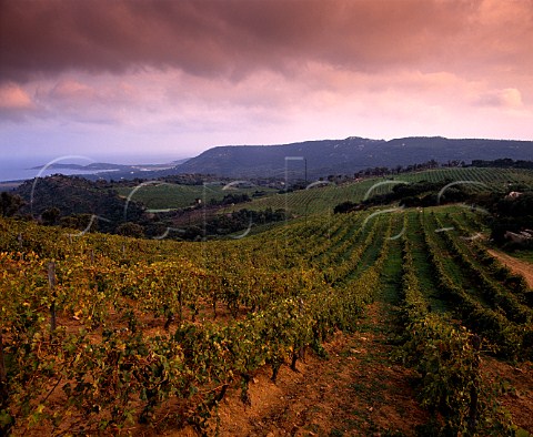 Vineyards of Domaine de Torraccia   Lecci CorseduSud Corsica France  Vin de CorsePortoVecchio