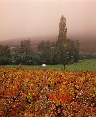 Autumnal Gamay vineyards in the fog near   QuincieenBeaujolais France BeaujolaisVillages