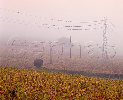Starlings perched on wires in autumn fog in vineyards near QuincieenBeaujolais France  BeaujolaisVillages
