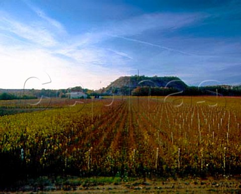 Vineyard between Comblanchien and Corgoloin at the   southern end of the Cote de Nuits Here at one of   its narrowest points it is only about 200 metres   wide