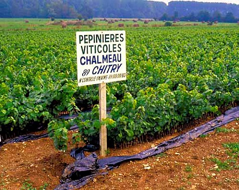 Vine nursery Chablis Yonne France