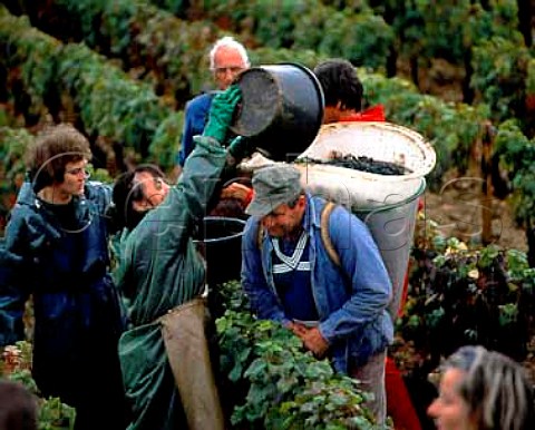 Harvesting Pinot Noir grapes at Volnay Cte dOr France   Cte de Beaune premier Cru