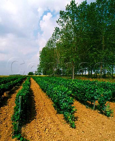 Vineyard and poplar trees near ChampignyleSec   Vienne France HautPoitou
