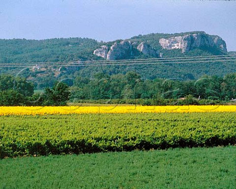 Vineyard and sunflower field near VallonPontdArc   Ardche France     Coteaux de lArdche