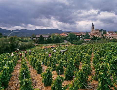 Harvesting Gamay grapes at Domaine Claude et Michelle Joubert Lantigni near Beaujeu Rhne France Beaujolais Villages