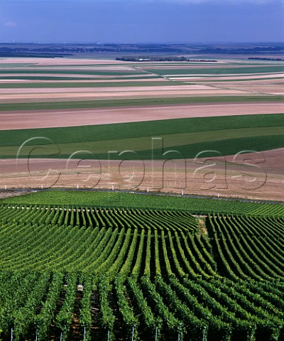 View from vineyards on the Cte de Vertus near BergreslsVertus Marne France Cte des Blancs  Champagne