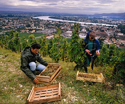 Harvesting Marsanne grapes into wooden boxes  for   drying as Vin de Paille  in the ChantAlouette   vineyard of M Chapoutier on the Hill of Hermitage   TainlHermitage Drme France