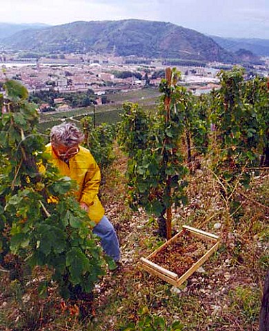 Harvesting Marsanne grapes into wooden boxes  for   drying as Vin de Paille  in the ChanteAlouette   vineyard of M Chapoutier on the Hill of Hermitage   Tain lHermitage Drome France