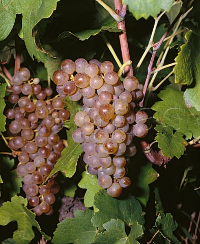 Marsanne grapes in the ChantAlouette vineyard of Chapoutier on the hill of Hermitage TainlHermitage Drme France  Hermitage