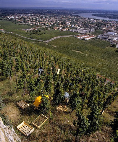 Harvesting Marsanne grapes into wooden boxes  for drying as Vin de Paille  in the ChantAlouette vineyard of M Chapoutier on the Hill of Hermitage TainlHermitage Drme France