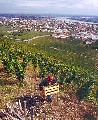 Carrying Marsanne grapes in wooden boxes  for   drying as Vin de Paille  from the ChanteAlouette   vineyard of M Chapoutier on the Hill of Hermitage   above Tain lHermitage Drome France