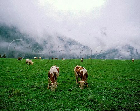 Cattle on the Chartreuse Massif Isere France