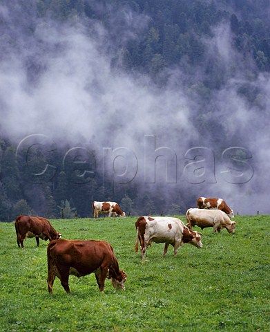 Cattle on the Chartreuse Massif Isre France