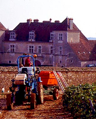 Harvesting in les Petits Musigny vineyard of  Domaine Comte Georges de Vog with the chteau of the Clos de Vougeot beyond The wall seperates the communes of ChambolleMusigny and Vougeot  Cte dOr France  Cte de Nuits
