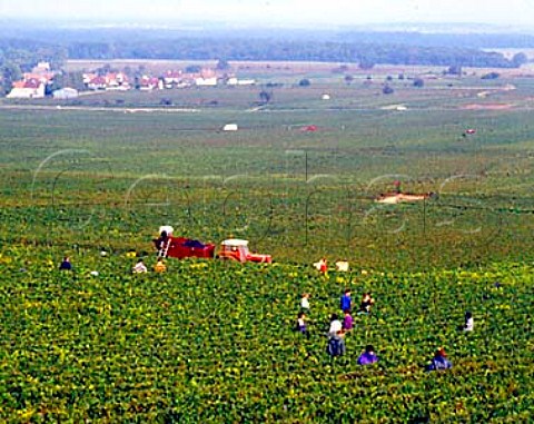 Harvesting in les Bonnes Mares a Grand Cru vineyard   in the commune of ChambolleMusigny CotedOr   France