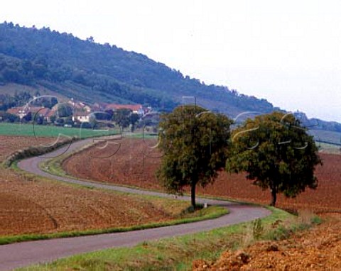 Road leading to the wine village of CurtilVergy   Cote dOr France   AC Bourgogne Hautes Ctes de Nuits