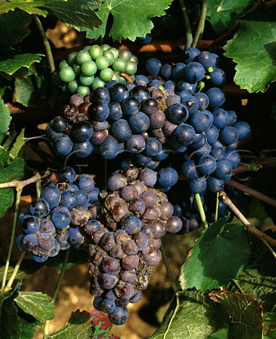Pinot Noir grapes with rot caused by excessive rain   before harvest     NuitsStGeorges Cte dOr France