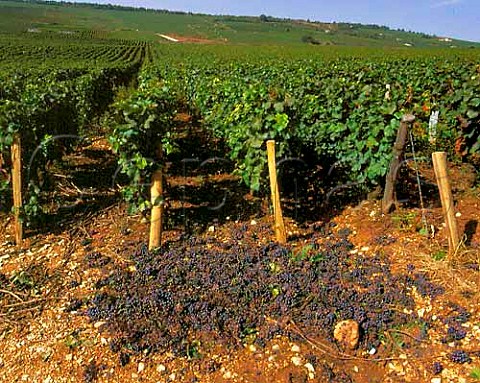 Pinot Noir grapes discarded due to rot caused by too   much rain before harvest VosneRomane Cte dOr   France