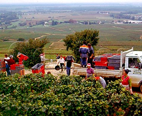 Harvesting Pinot Noir grapes on the Hill of Corton   for Bouchard Pre et Fils of Beaune AloxeCorton   Cte dOr France
