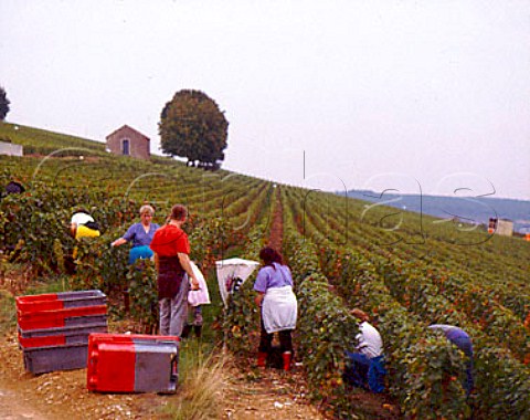 Harvesting Pinot Noir grapes on the Hill of Corton   for Bouchard Pere et Fils of Beaune AloxeCorton   Cote dOr France