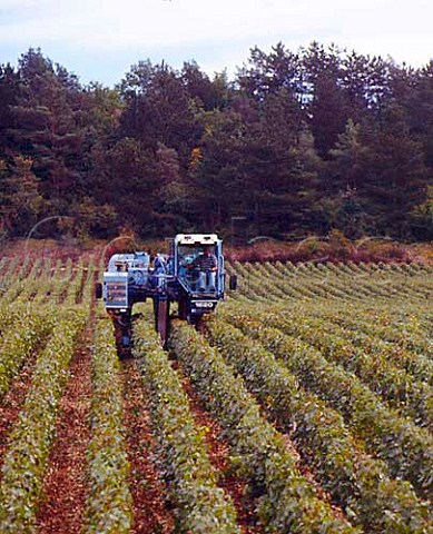 Machine harvesting of Chardonnay grapes in vineyard   of Maison Alain Geoffroy at Beine Yonne France    AC Chablis