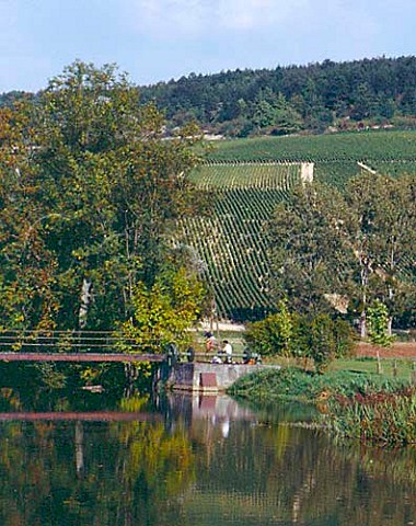 The Grand Cru vineyard Grenouilles viewed over the   Serein River   Chablis Yonne France