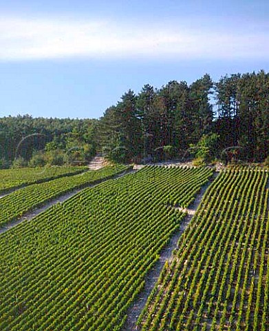 Chablis Premier Cru vineyards of the Cote de   Fontenay at Fontenaypres Chablis Yonne France