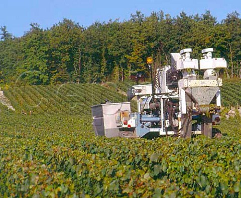Machine harvesting in the Premier Cru vineyard of la   Fourchaume Chablis Yonne France