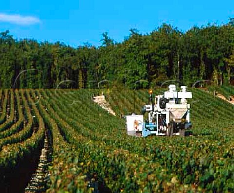 Machine harvesting in the Premier Cru vineyard   La Fourchaume Chablis Yonne France